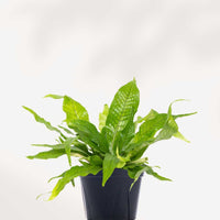 MICROSORUM MUSIFOLIUM - CROCODYLLUS