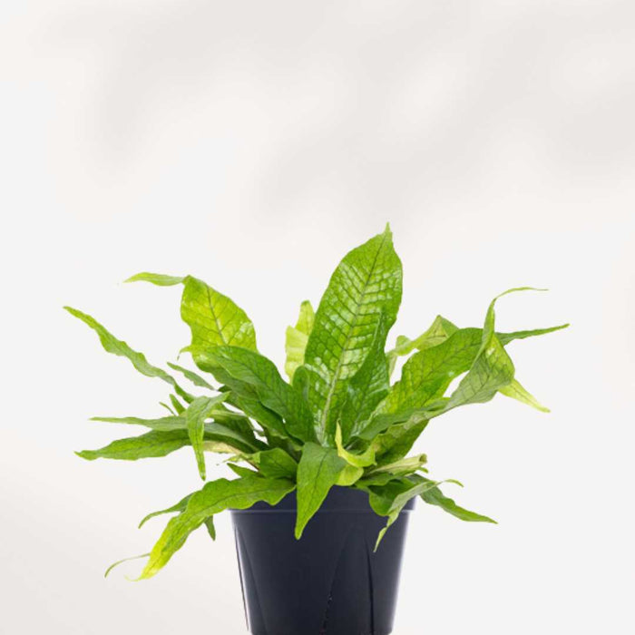 MICROSORUM MUSIFOLIUM - CROCODYLLUS