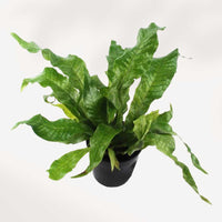 MICROSORUM MUSIFOLIUM - CROCODYLLUS