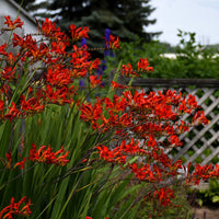 CROCOSMIA - LUCIFER