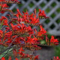 CROCOSMIA - LUCIFER