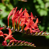 CROCOSMIA - LUCIFER