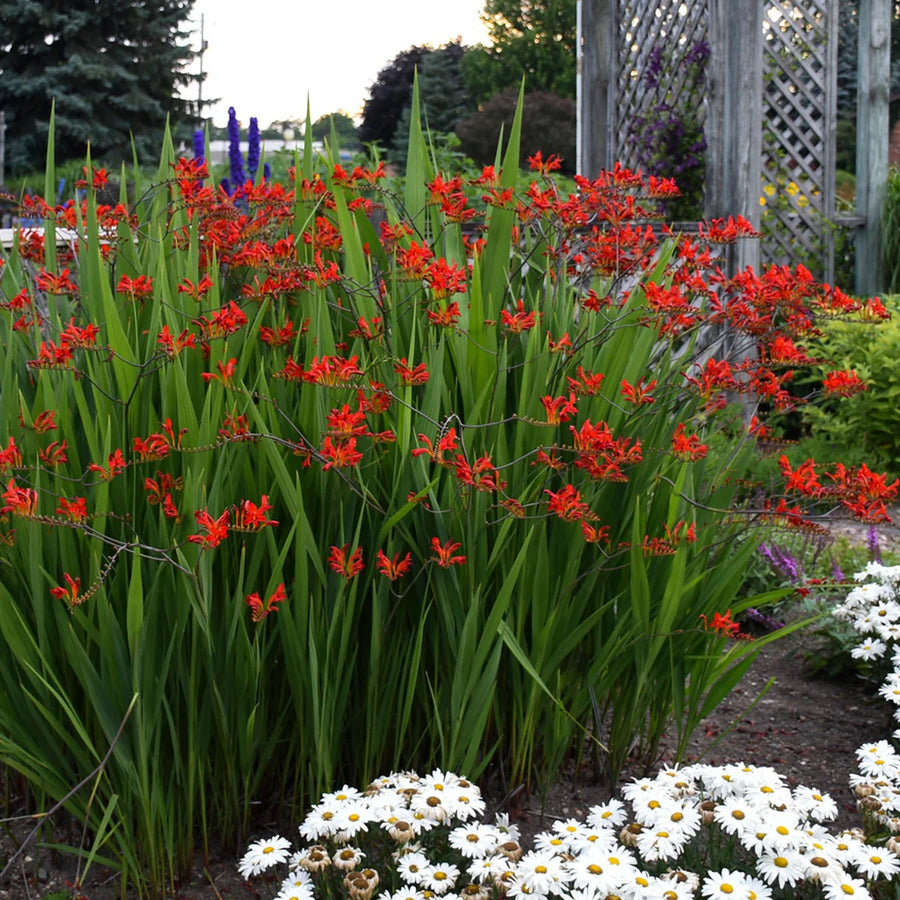 CROCOSMIA - LUCIFER