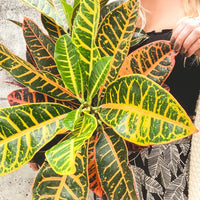 CODIAEUM VARIEGATUM - PETRA