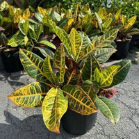 CODIAEUM VARIEGATUM - PETRA