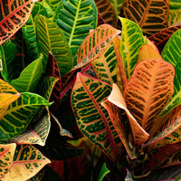 CODIAEUM VARIEGATUM - PETRA