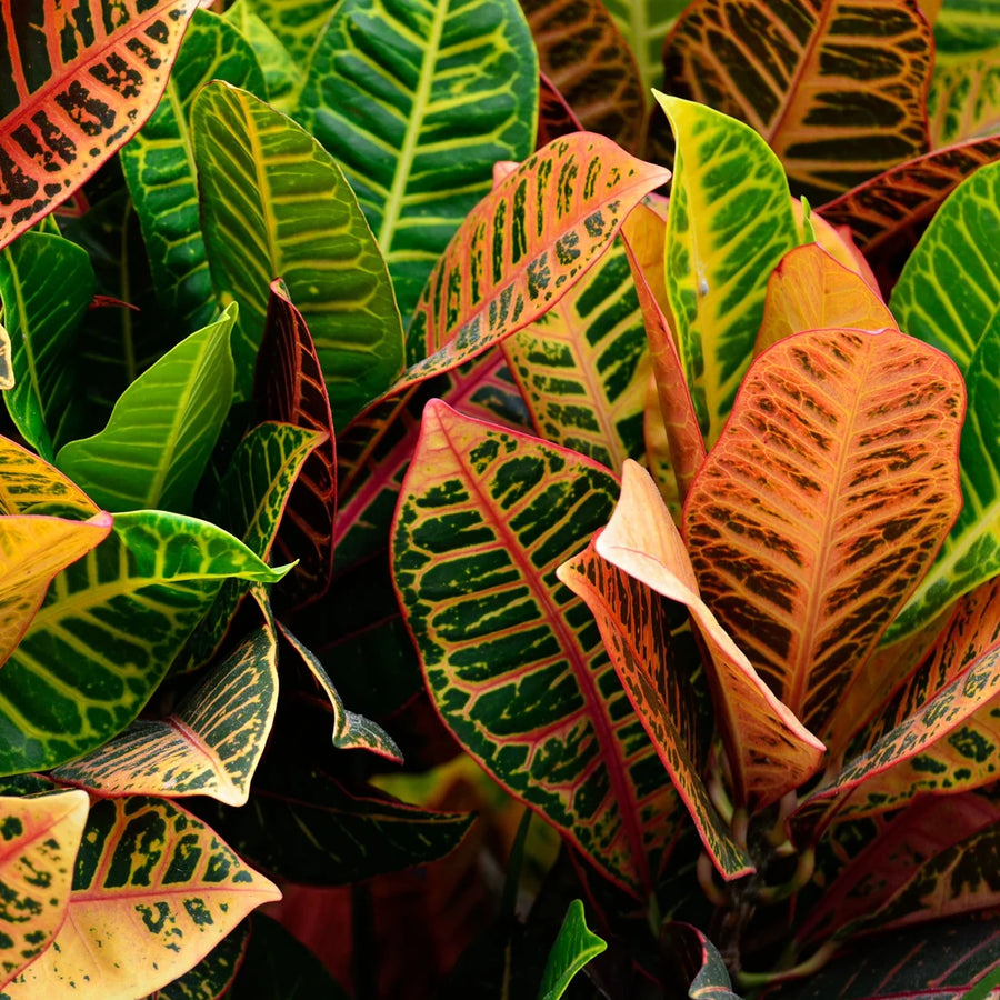 CODIAEUM VARIEGATUM - PETRA