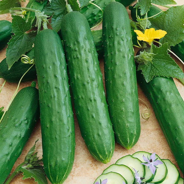 CONCOMBRE - SALADMORE BUSH