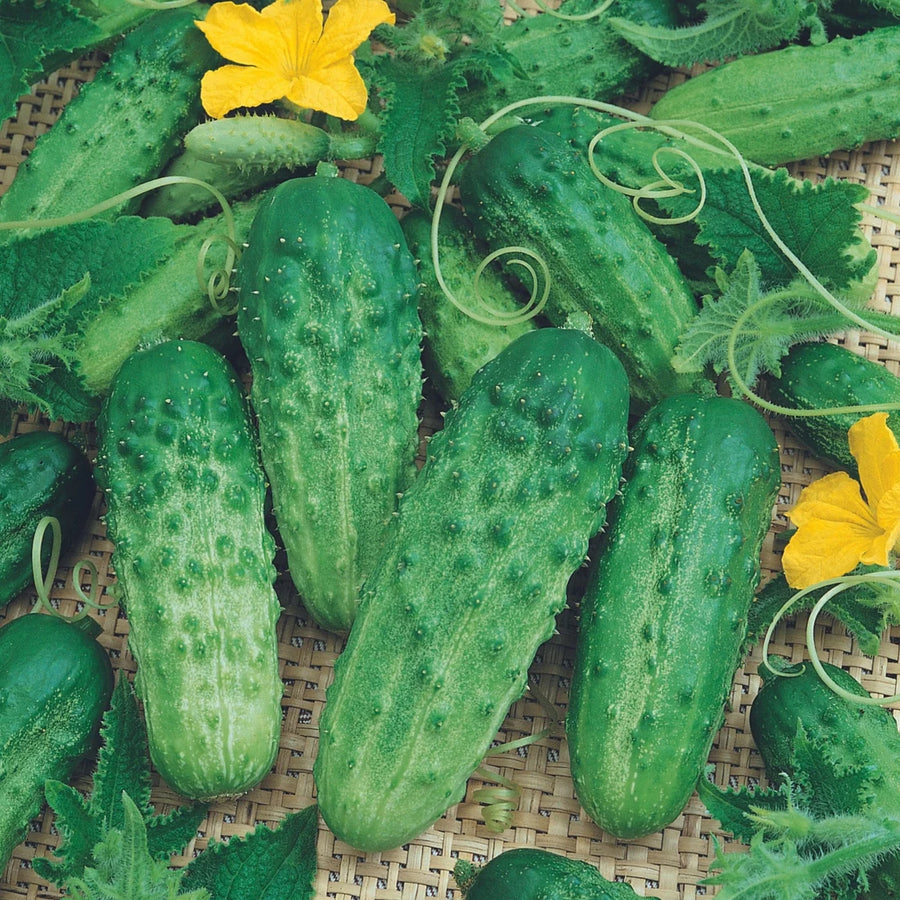 CONCOMBRE - PATIO SNACKER