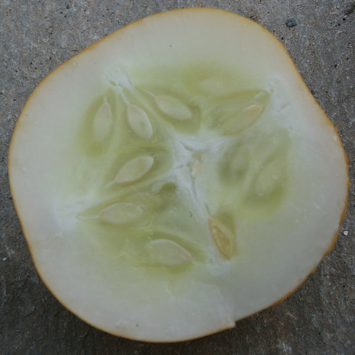 CONCOMBRE - CITRON