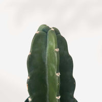 CEREUS JAMACARU