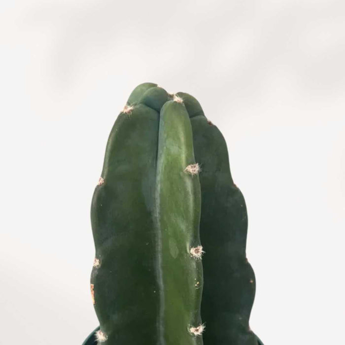 CEREUS JAMACARU