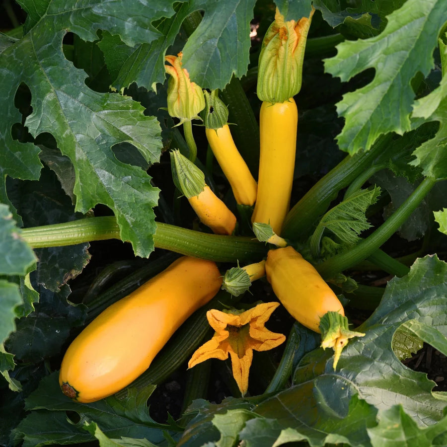 ZUCCHINI JAUNE