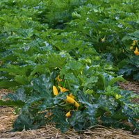 ZUCCHINI JAUNE