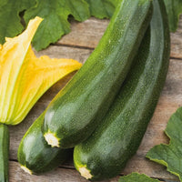 ZUCCHINI VERT