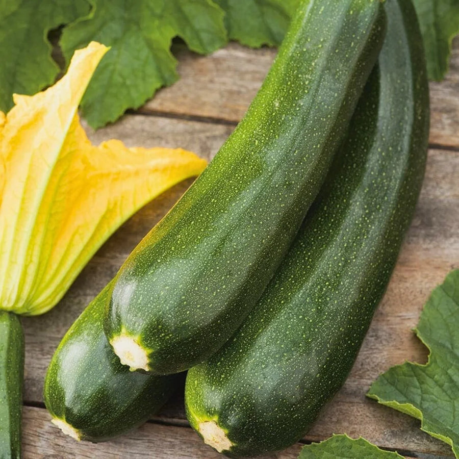 ZUCCHINI VERT