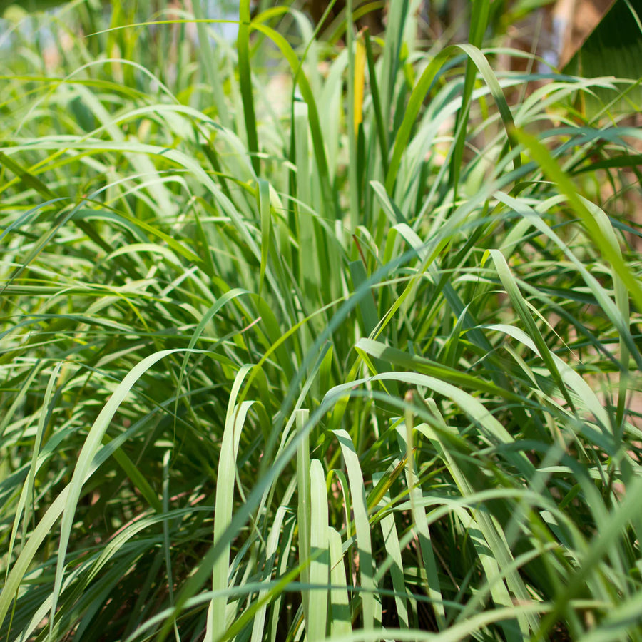 CYMBOPOGON CITRATUS (CITRONNELLE)