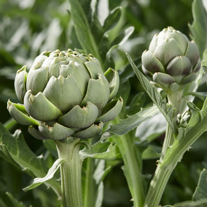 CYNARA SCOLYMUS (ARTICHAUT)