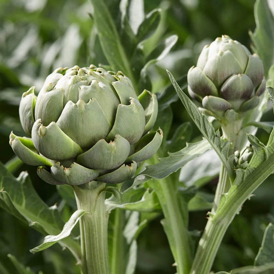 CYNARA SCOLYMUS (ARTICHAUT)