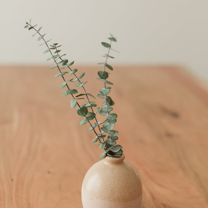 PETITES TIGES PRÉSERVÉES