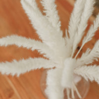 MINI PLUMES DE PAMPA