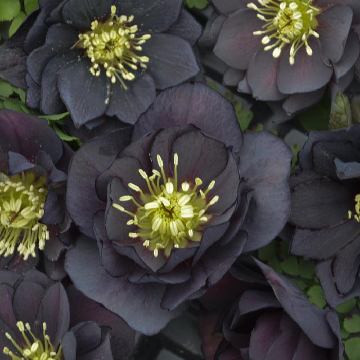 HELLEBORE - DARK AND HANDSOME