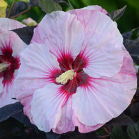 HIBISCUS - PERFECT STORM