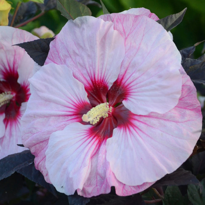 HIBISCUS - PERFECT STORM
