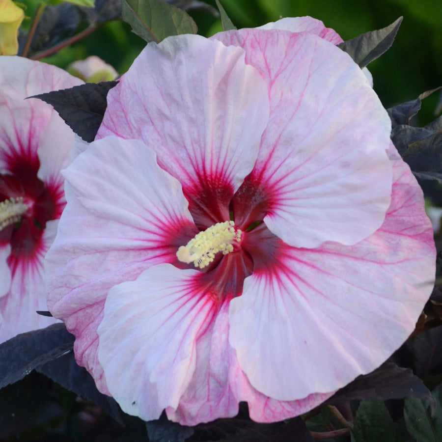 HIBISCUS - PERFECT STORM