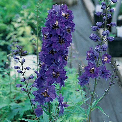 DELPHINIUM X PACIFIC GIANT - BLACK KNIGHT