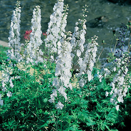 DELPHINIUM X PACIFIC GIANT - GALAHAD