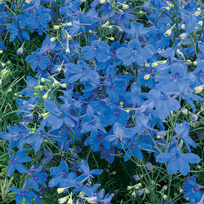 DELPHINIUM GRANDIFLORUM - SUMMER NIGHTS