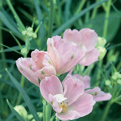 DELPHINIUM GRANDIFLORUM - SUMMER MORNING