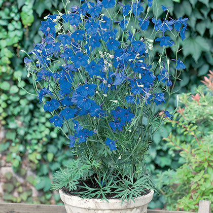 DELPHINIUM GRANDIFLORUM - BLUE BUTTERFLY