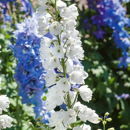 DELPHINIUM - GUARDIAN WHITE
