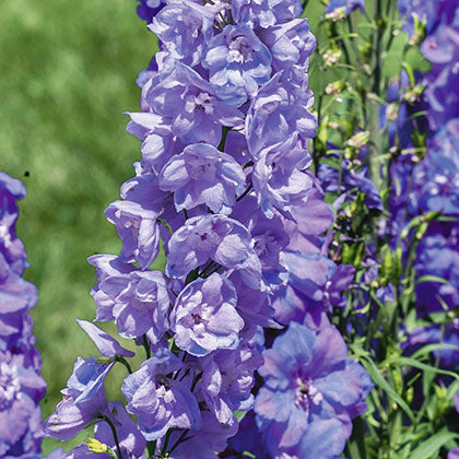 DELPHINIUM - GUARDIAN LAVENDER