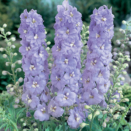 DELPHINIUM X PACIFIC GIANT - GUINEVERE