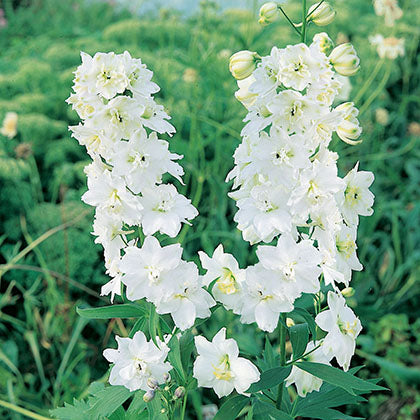 DELPHINIUM MAGIC FOUNTAINS - WHITE