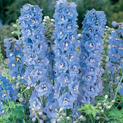 DELPHINIUM MAGIC FOUNTAINS - SKY BLUE