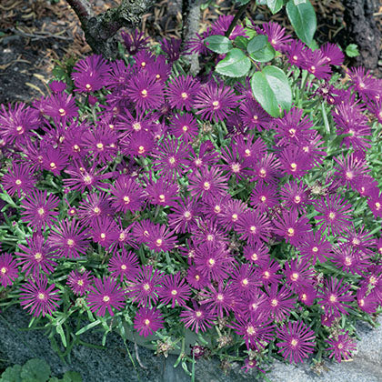 DELOSPERMA COOPERI
