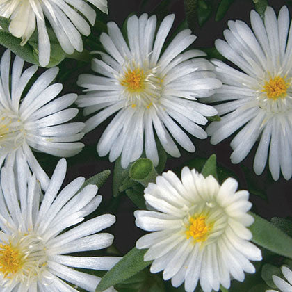 DELOSPERMA - JEWEL OF DESERT MOONSTONE