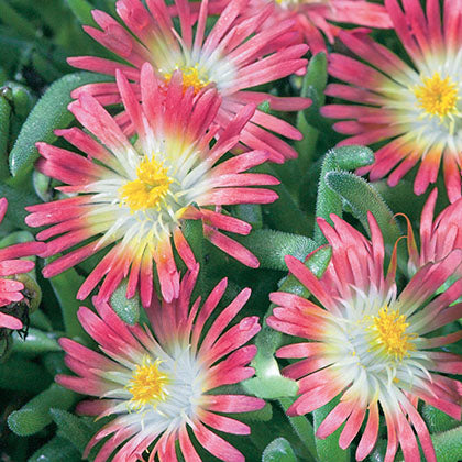 DELOSPERMA - JEWEL OF DESERT RUBY