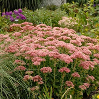 SEDUM HYBRID - AUTUMN FIRE