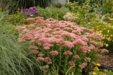 SEDUM HYBRID - AUTUMN FIRE