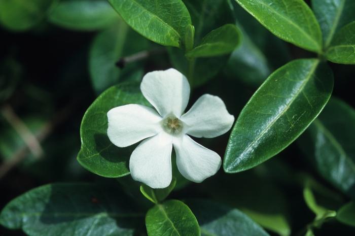 VINCA MINOR - ALBA