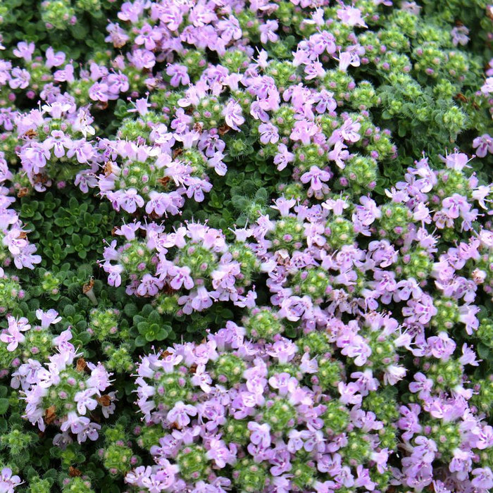 THYMUS SERPHYLLUM - ELFIN