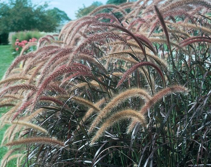 PENNISETUM SETACEUM - RUBRUM
