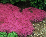 THYMUS SERPHYLLUM COCCINEUM - PRAECOX