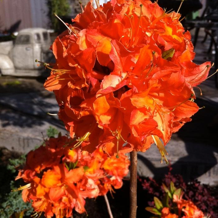 AZALEA EXBURY - MANDARIN LIGHTS