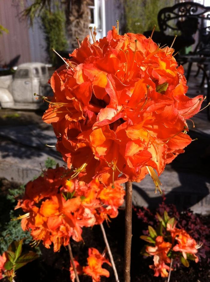 AZALEA EXBURY - MANDARIN LIGHTS